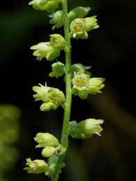 Attēlu rezultāti vaicājumam “Saxifragaceae”