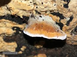 Attēlu rezultāti vaicājumam “Pycnoporellus fulgens”