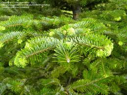 Attēlu rezultāti vaicājumam “Abies veitchii”