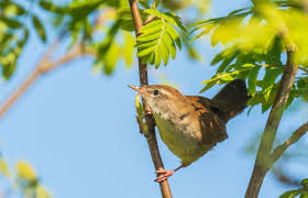 Image result for Cettia cetti