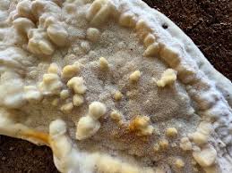 Attēlu rezultāti vaicājumam “Skeletocutis brevispora”