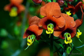 Image result for Alonsoa liniflora