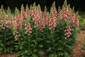 Image result for Digitalis purpurea