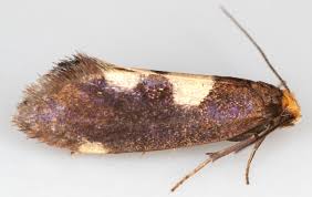 Attēlu rezultāti vaicājumam “Incurvaria oehlmanniella”