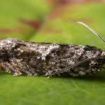 Attēlu rezultāti vaicājumam “Epinotia immundana”