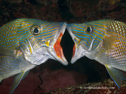 Image result for Haemulon plumierii