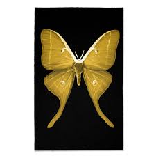 Image result for Papilionoidea