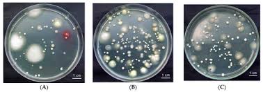 Attēlu rezultāti vaicājumam “Osmoderma barnabita imago”