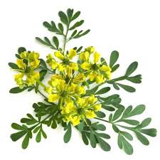 Image result for Ruta graveolens
