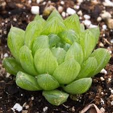 Image result for Haworthia