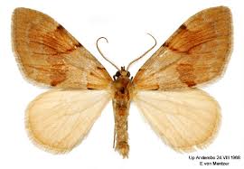 Attēlu rezultāti vaicājumam “Pennithera firmata”