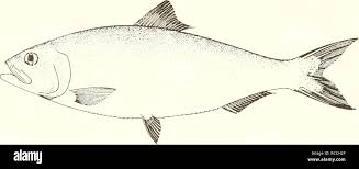 Image result for Alosa alabamae