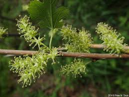 Attēlu rezultāti vaicājumam “Morus alba leaf”