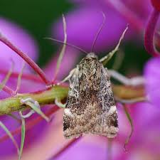 Attēlu rezultāti vaicājumam “Cryptocala chardinyi”