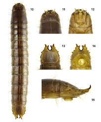 Attēlu rezultāti vaicājumam “Elateridae larva”