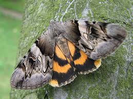 Attēlu rezultāti vaicājumam “Catocala fulminea”