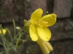 Image result for Diplotaxis tenuifolia