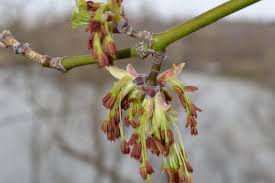 Attēlu rezultāti vaicājumam “Acer negundo female flower”