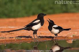 Attēlu rezultāti vaicājumam “Pica pica adult”