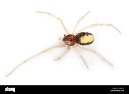 Attēlu rezultāti vaicājumam “Neottiura bimaculata female”