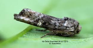 Attēlu rezultāti vaicājumam “Lithomoia solidaginis”