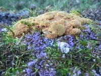 Attēlu rezultāti vaicājumam “Nectriopsis violacea”