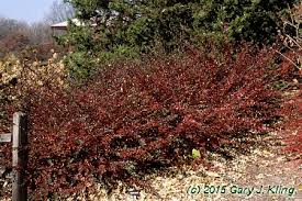 Attēlu rezultāti vaicājumam “Cotoneaster divaricatus”