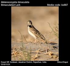 Image result for Melanocorypha bimaculata