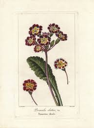 Image result for Primula elatior