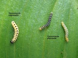 Attēlu rezultāti vaicājumam “Yponomeuta evonymella larva”