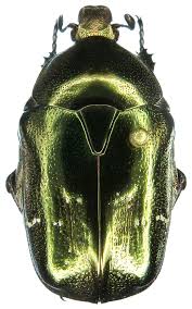 Attēlu rezultāti vaicājumam “Potosia cuprea imago”