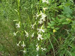 Attēlu rezultāti vaicājumam “Silene tatarica leaf”