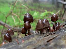 Attēlu rezultāti vaicājumam “Mycena stipata”