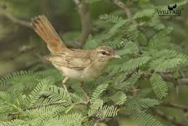 Attēlu rezultāti vaicājumam “Muscicapidae”