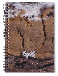 Attēlu rezultāti vaicājumam “Dictydiaethalium plumbeum”