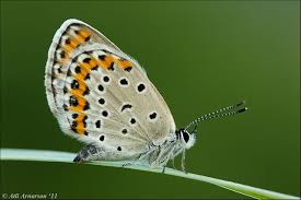 Attēlu rezultāti vaicājumam “Plebejus argyrognomon”