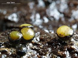 Attēlu rezultāti vaicājumam “Vibrissea decolorans”