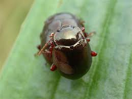 Attēlu rezultāti vaicājumam “Chrysolina staphylaea”