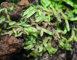 Attēlu rezultāti vaicājumam “Riccia canaliculata”