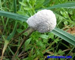 Attēlu rezultāti vaicājumam “Fuligo septica var. flava”