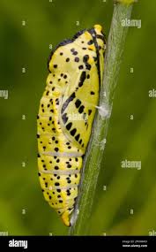 Attēlu rezultāti vaicājumam “Mamestra brassicae pupa”