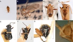 Attēlu rezultāti vaicājumam “Adelphocoris quadripunctatus”