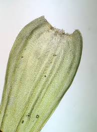 Attēlu rezultāti vaicājumam “Leucodon sciuroides”