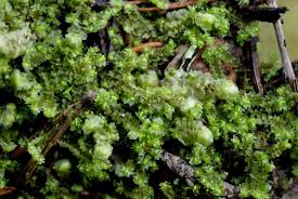 Attēlu rezultāti vaicājumam “Lophozia ascendens”