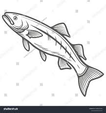 Image result for Rachycentron canadum