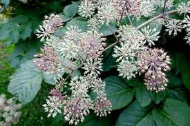 Attēlu rezultāti vaicājumam “Cribraria aurantiaca stalked”