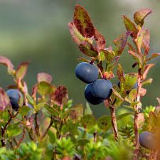 Attēlu rezultāti vaicājumam “Vaccinium myrtillus fruit”
