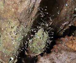 Attēlu rezultāti vaicājumam “Chaenotheca gracilenta”