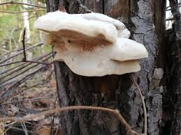 Attēlu rezultāti vaicājumam “Trametes suaveolens”