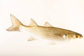 Image result for Mugil